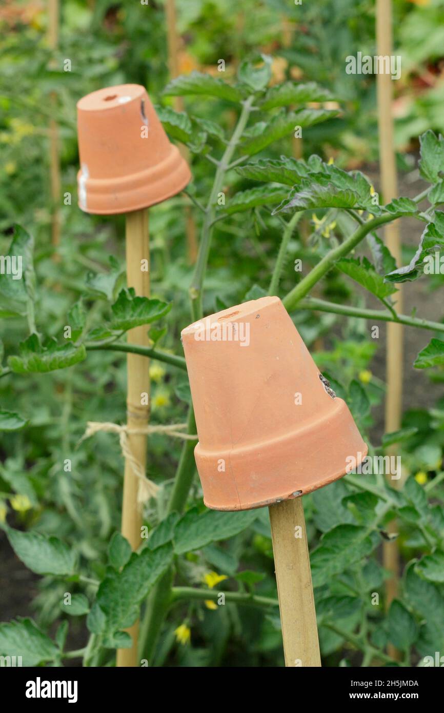 Cane toppers. Clay pots on tomato plant support canes to help prevent  injury from sharp bamboo cane tops. UK Stock Photo