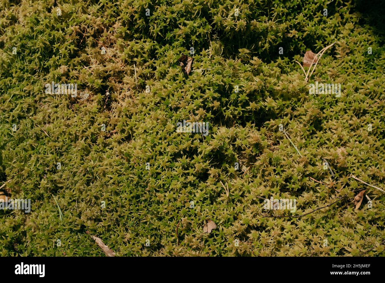 Green moss on a tree hi-res stock photography and images - Alamy