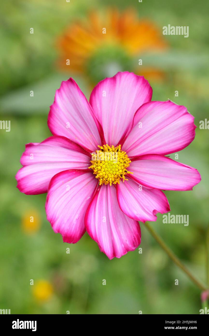 Cosmos bipinnatus. Cosmos 'Candy stripe' - white petals splashed with pink. UK Stock Photo