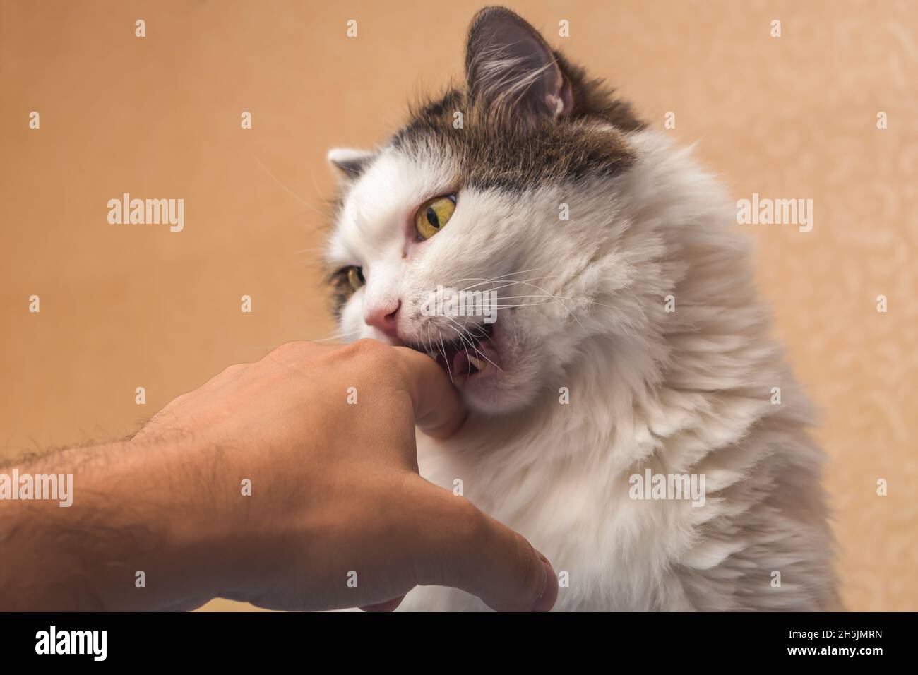 An angry domestic cat bites the owner's hand painfully Stock Photo Alamy