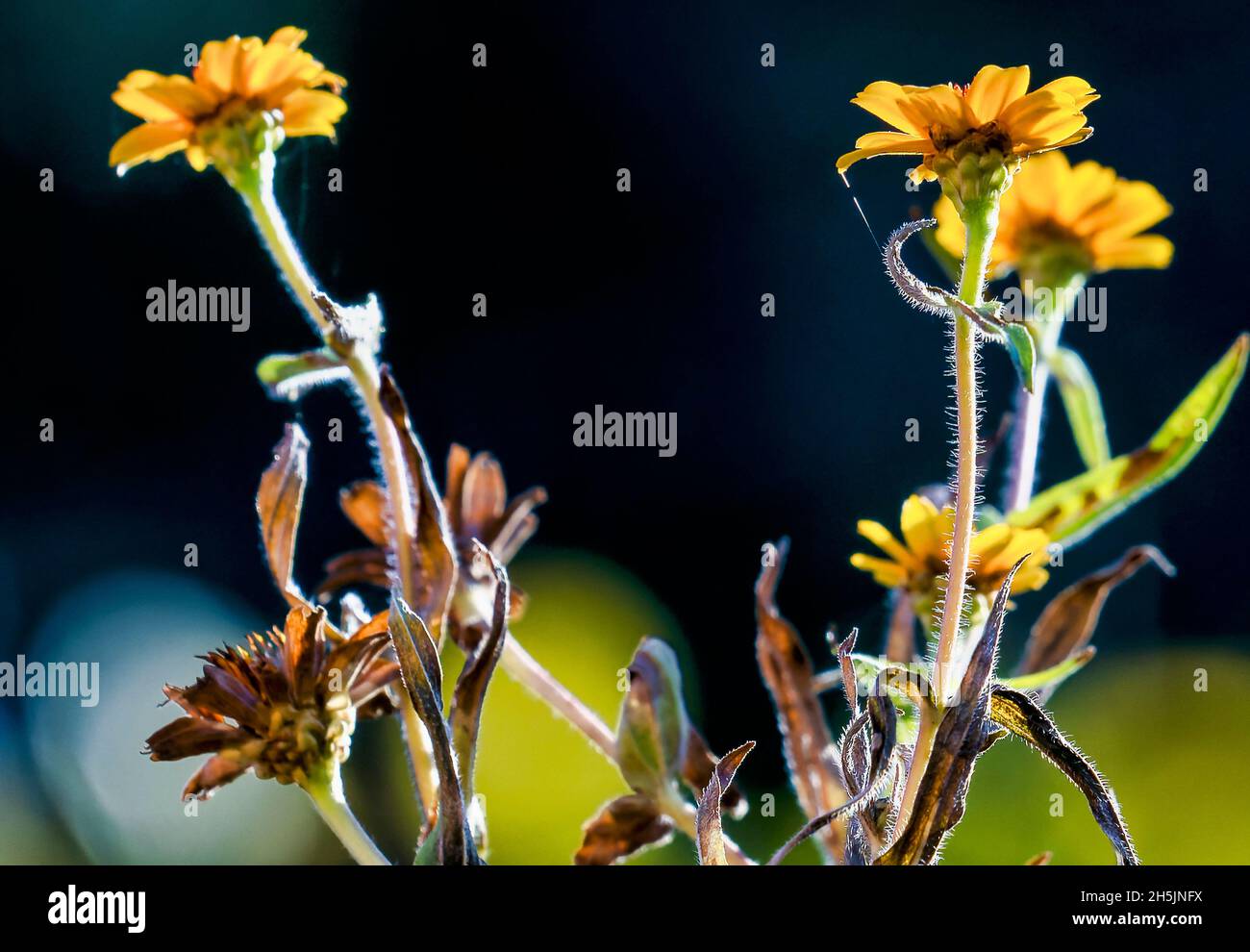 Wildflowers fading in the early winter light Stock Photo Alamy