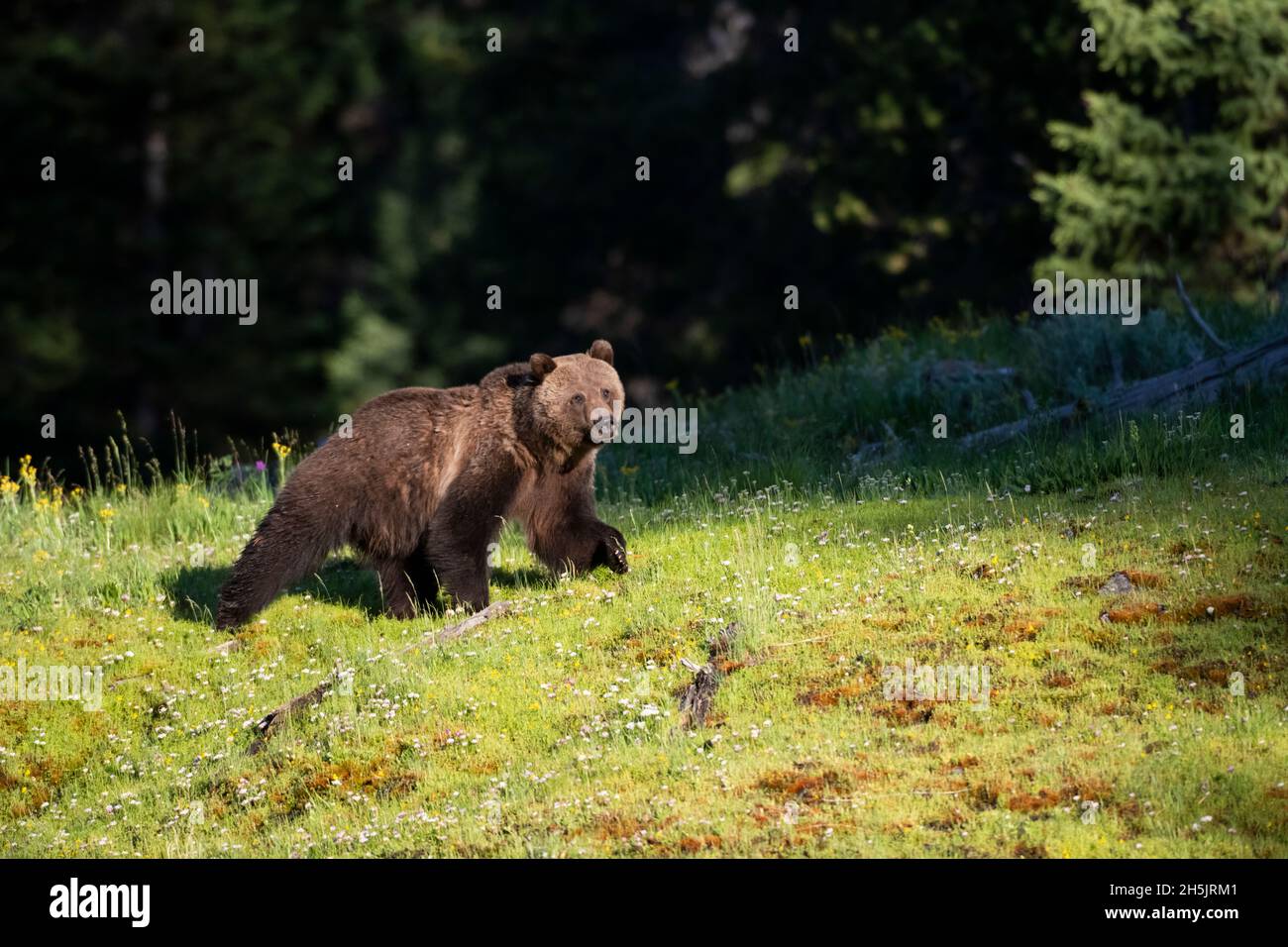 Grizzly Bear (Ursus arctos) in a flower-filled meadow just after sunrise. Yellowstone National Park, Wyoming, USA. Stock Photo