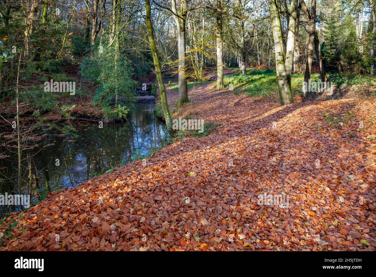 Canopy of colourful leaves hi-res stock photography and images - Alamy