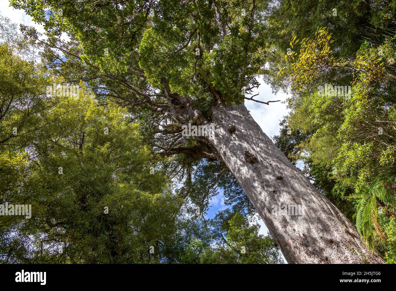 Kauri Tree (Agathis australis) in North Island of New Zealand Stock Photo