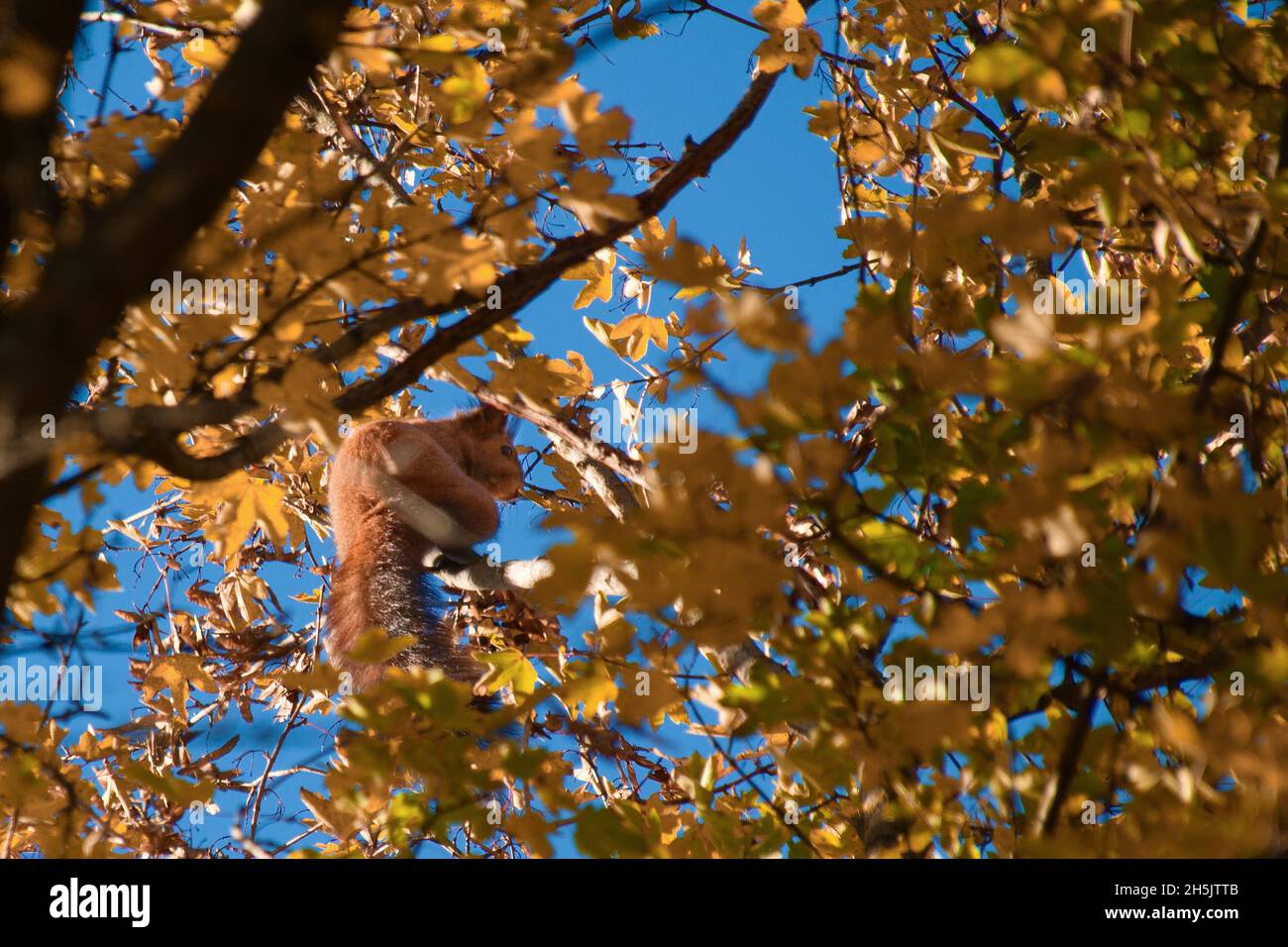 Red squirrel resting on a branch Stock Photo