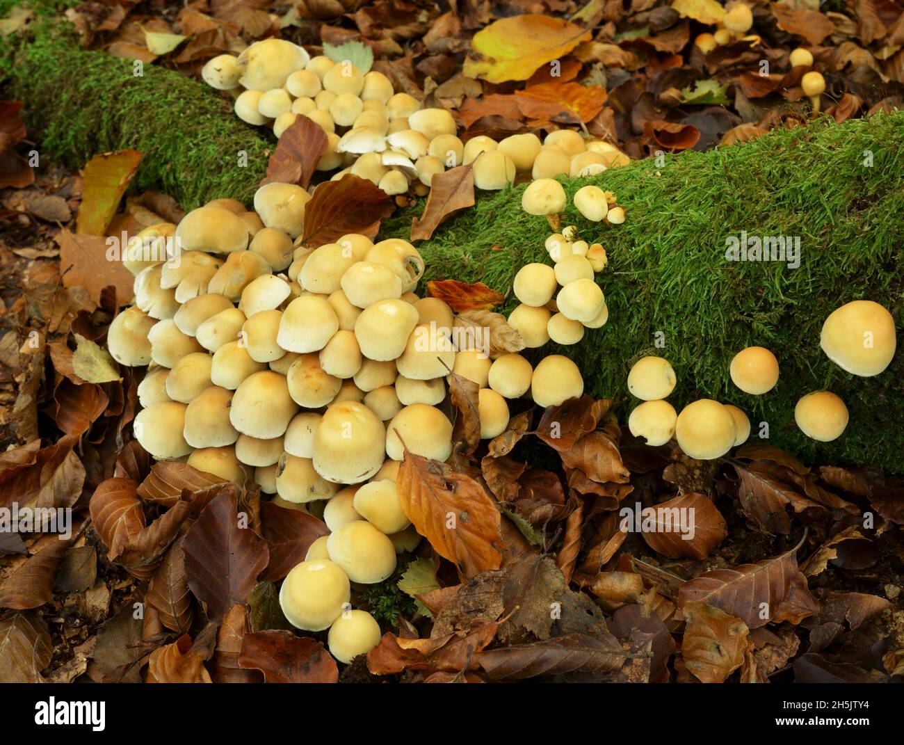 Sulpher tuft fungi Hypholoma fasciculare with autumn leaves. Stock Photo
