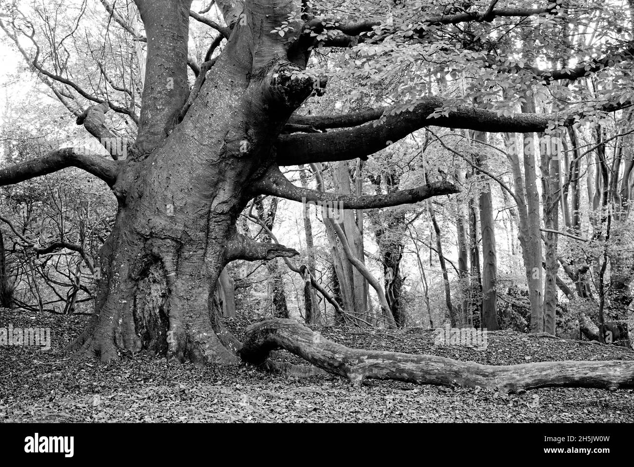 Ancient Beech tree Fagus sylvatica in high contrast black and white. Stock Photo