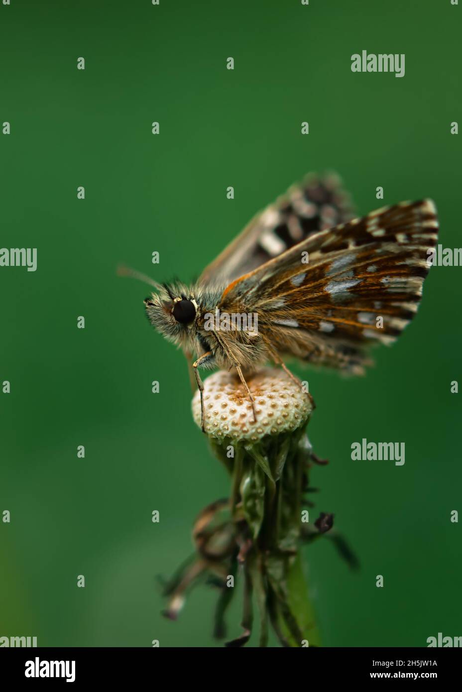 Pyrgus malvae butterfly close-up. The thick-headed mallow is a small brown butterfly on a blurred green background of grass. Macrophotography of wildl Stock Photo