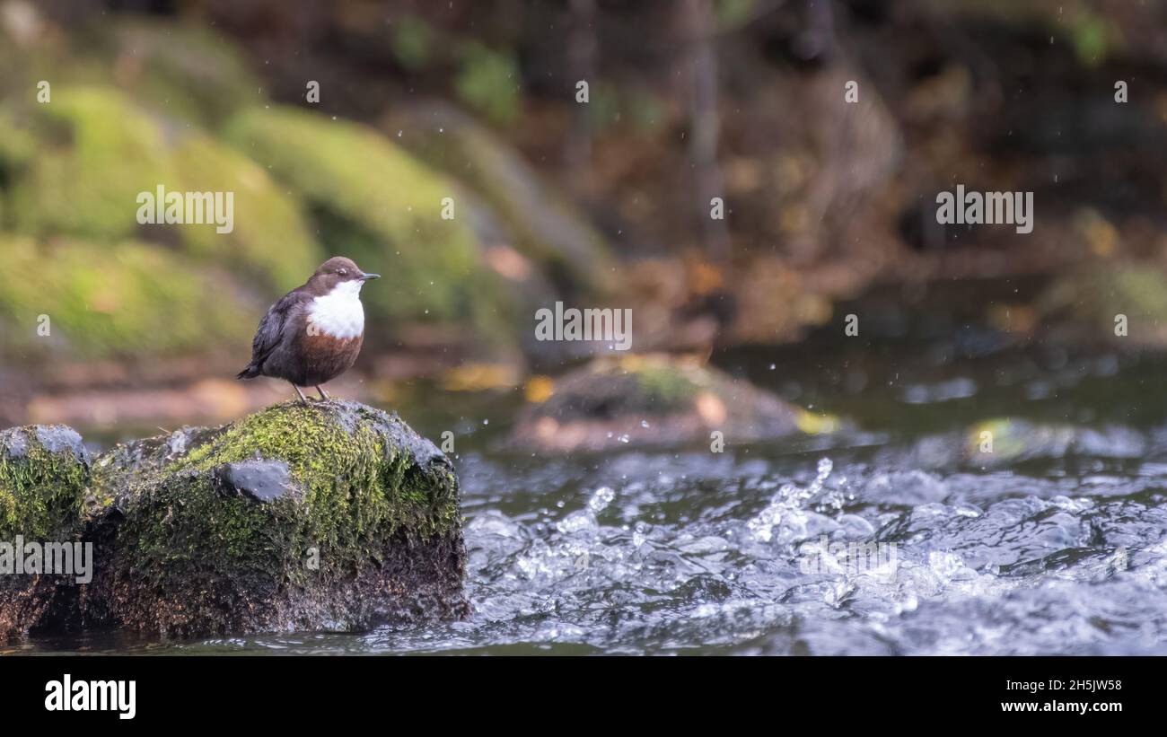 White-throated dipper (Cinclus cinclus) perched on a rock in the rain, River Spey, Cairngorms, Scotland Stock Photo