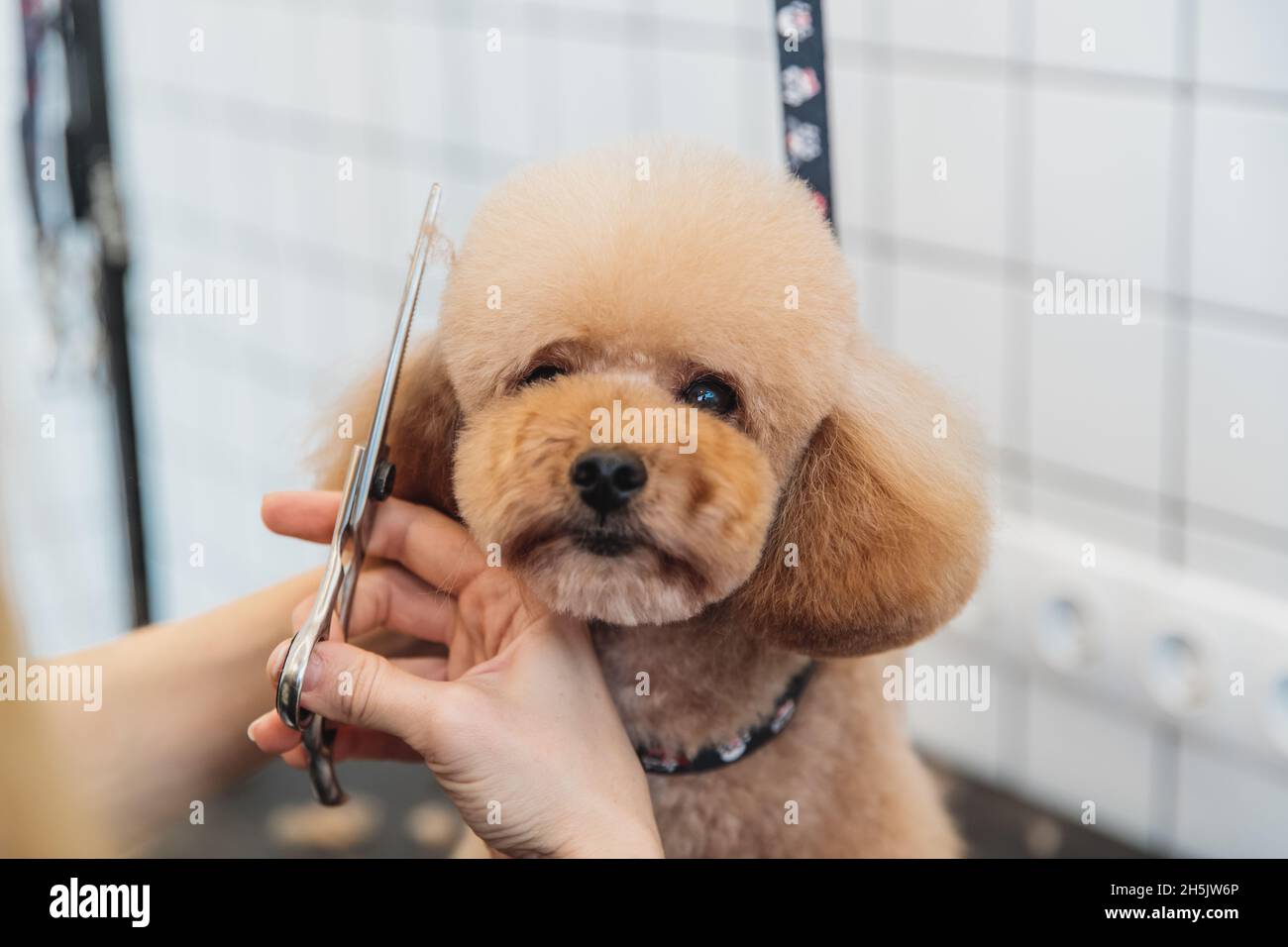 Haircut of a little poodle. Stock Photo