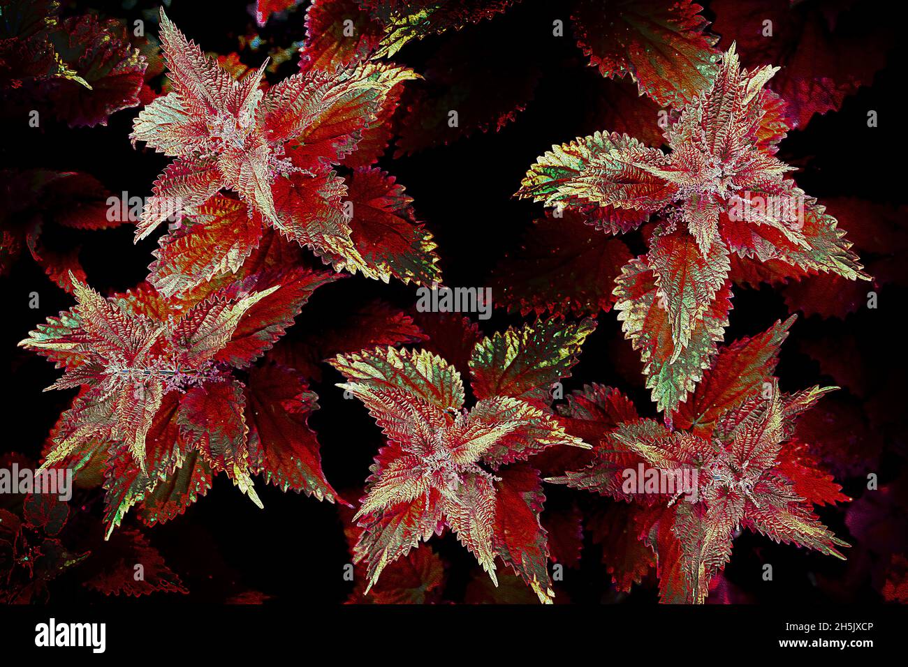 Nettles in red graphic Stock Photo