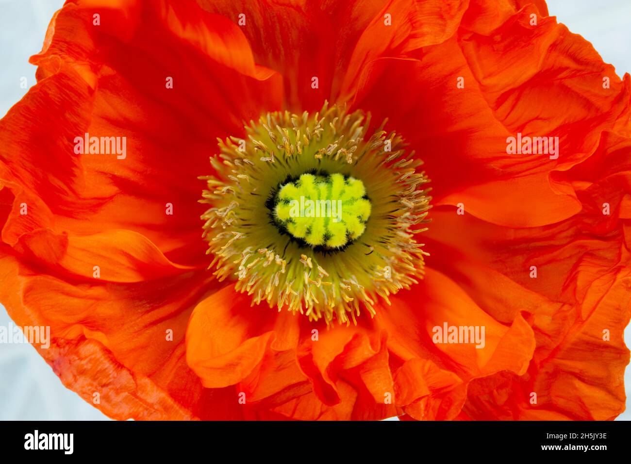 Close-up of a bright, orange poppy (Papaver); Studio Shot Stock Photo
