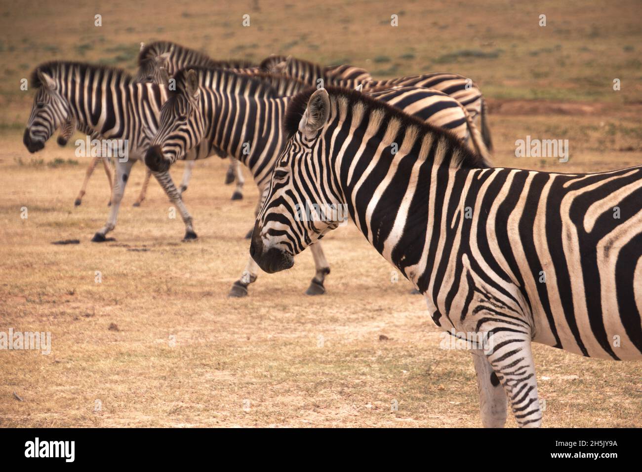 Zebras in South Africa Stock Photo Alamy