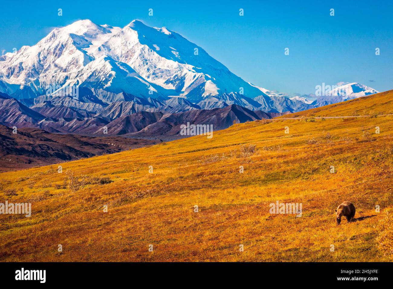 Grizzly bear (Ursus arctos horribilis) taking a stroll on autumn coloured tundra with a view of Mount Denali (McKinley), Denali National Park and P... Stock Photo