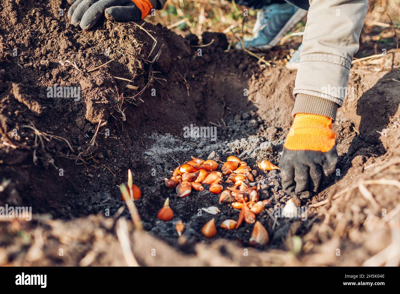 Tulip bulbs fall planting. Gardener puts bulbs in soil with ash. Autumn