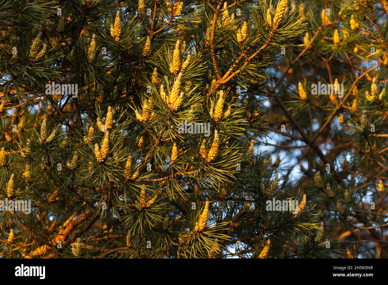 Blooming Scots pine, Pinus sylvestris during a sunset on a spring evening. Stock Photo