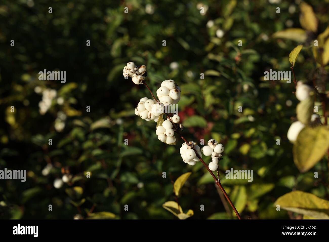 Fruits of the snow berries, symphoricarpos albus. Stock Photo