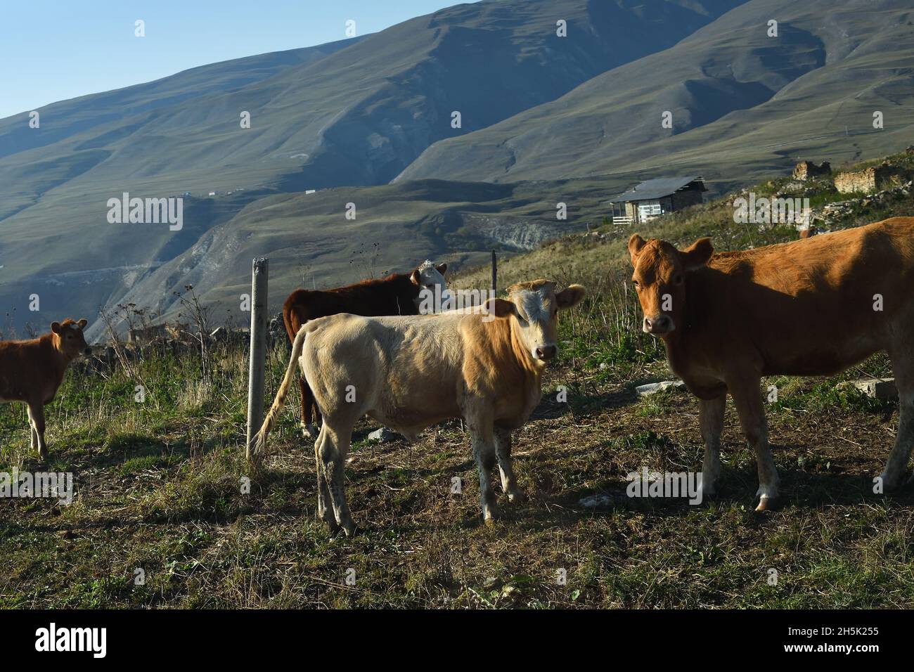 Chechnya pattern hi-res stock photography and images - Alamy