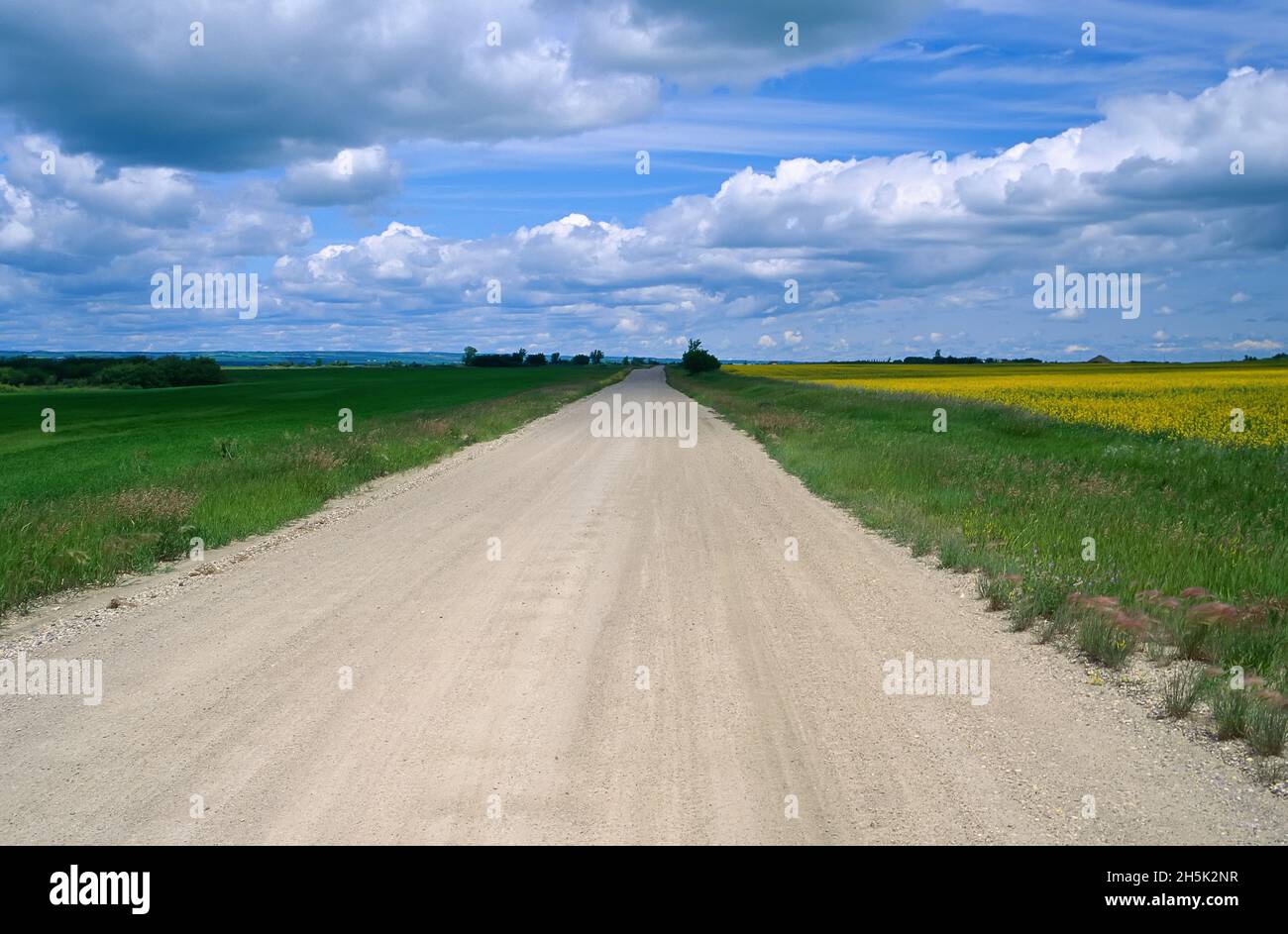 Farm Road West of Neepawa, Manitoba, Canada Stock Photo