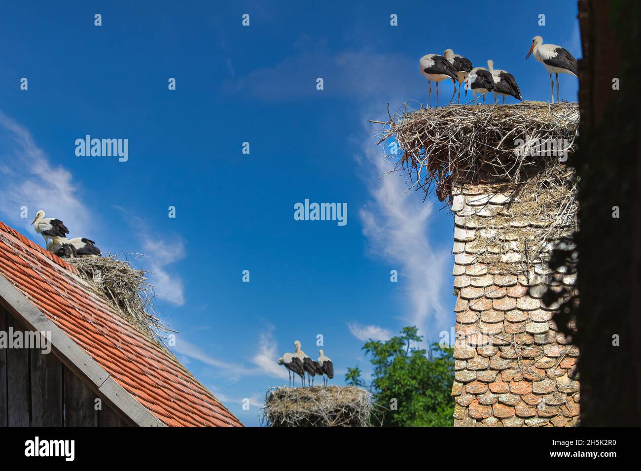 Störche in Kroatien Stock Photo