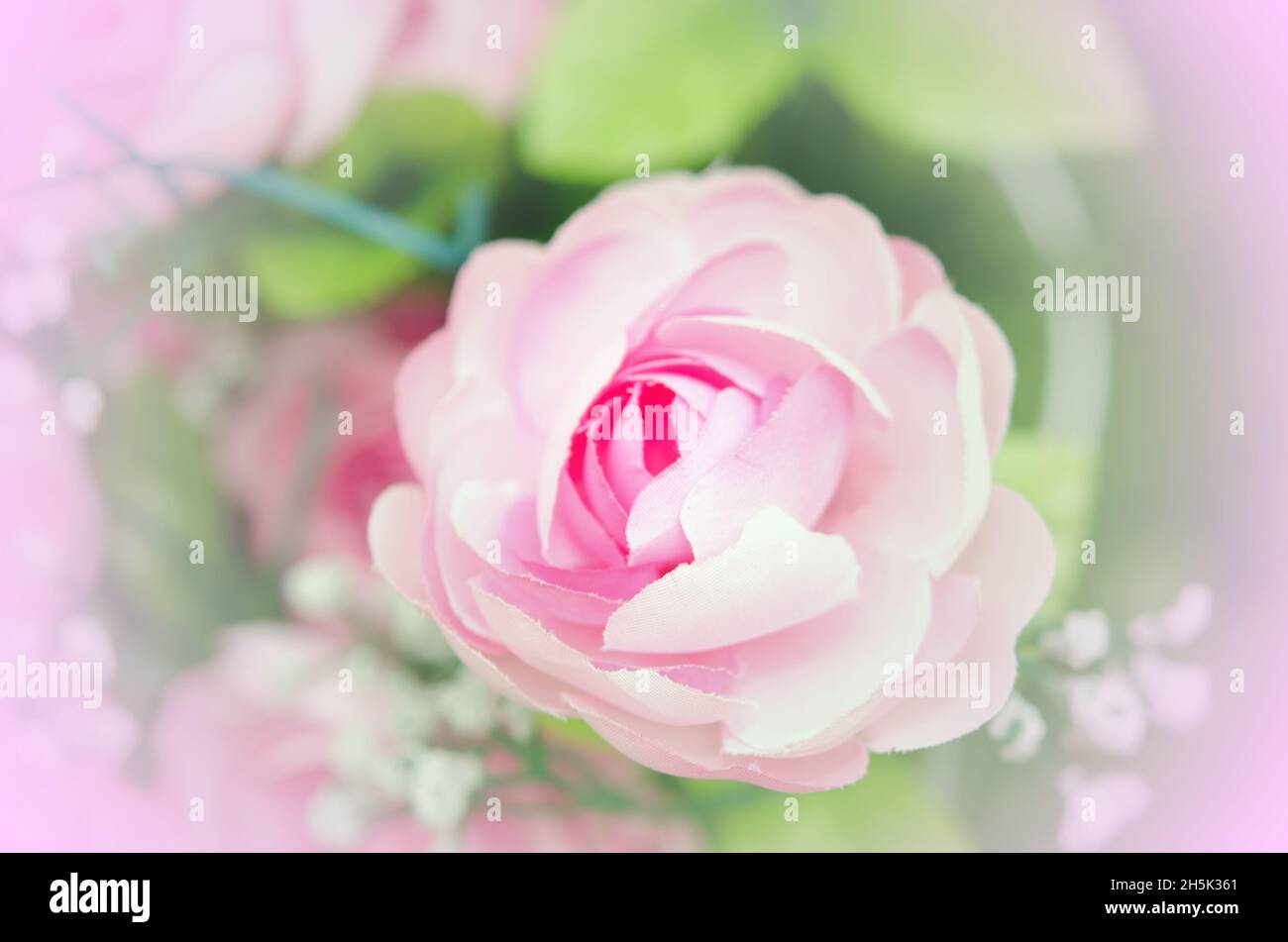 Beautiful pink rose in a garden Stock Photo - Alamy