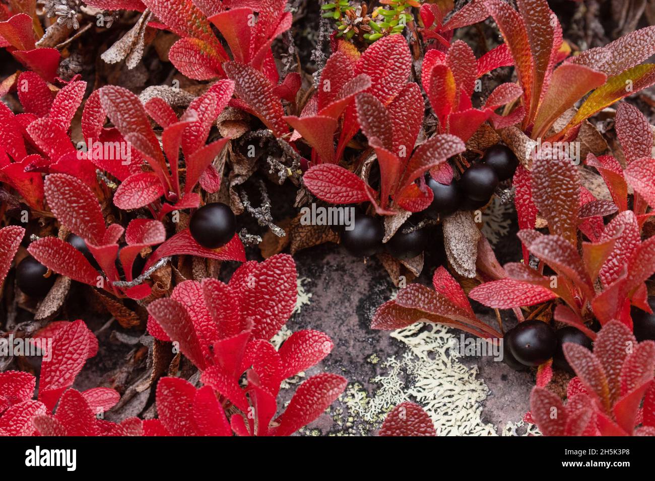 Vibrant red Alpine bearberry, Arctous alpina with dark ripe berries during autumn foliage in Finnish Lapland, Northern Europe. Stock Photo