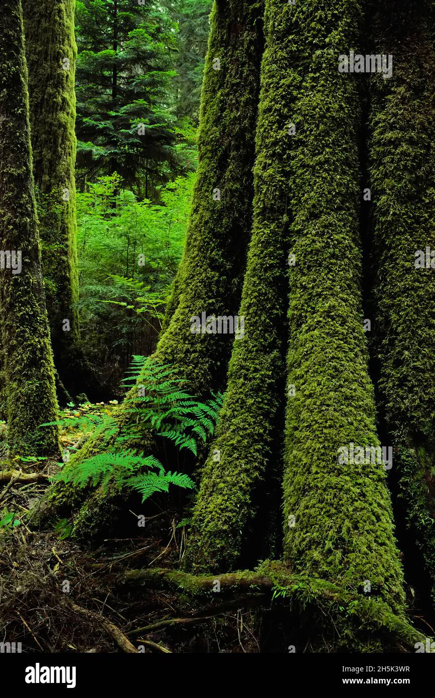 Giant Sitka Spruce Carmanah Valley British Columbia, Canada Stock Photo