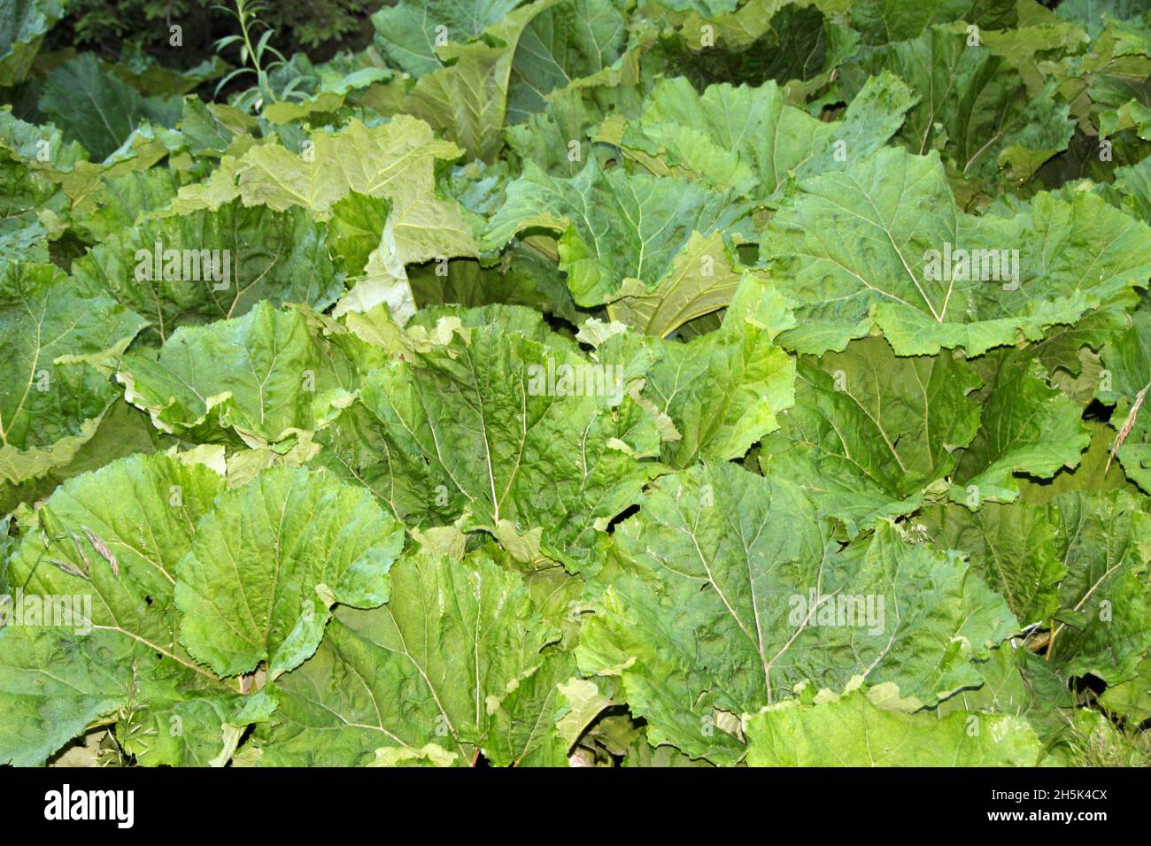 Rheum rhaponticum leaves Stock Photo