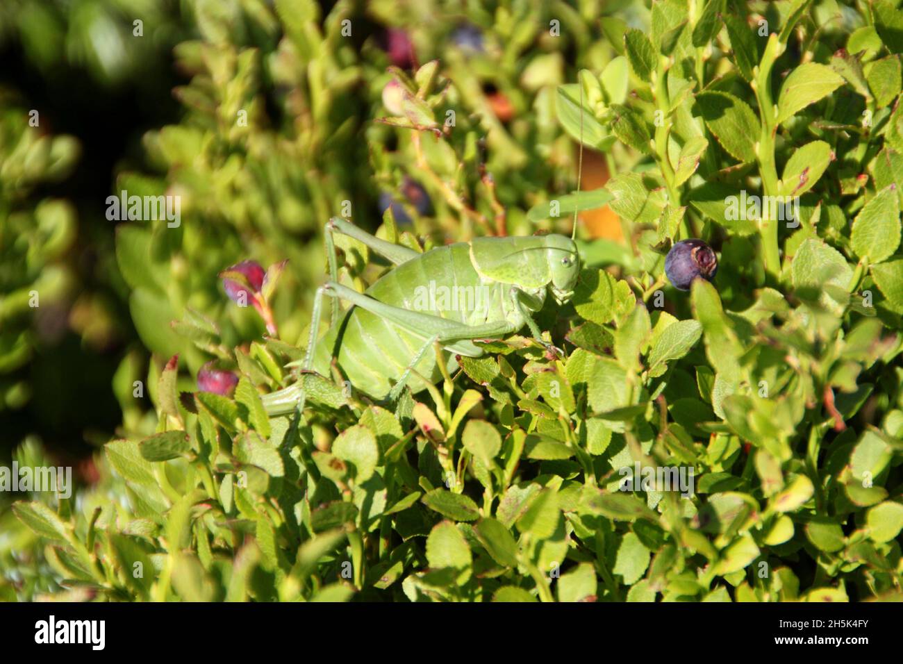 Big green bug in blueberry bush Stock Photo Alamy
