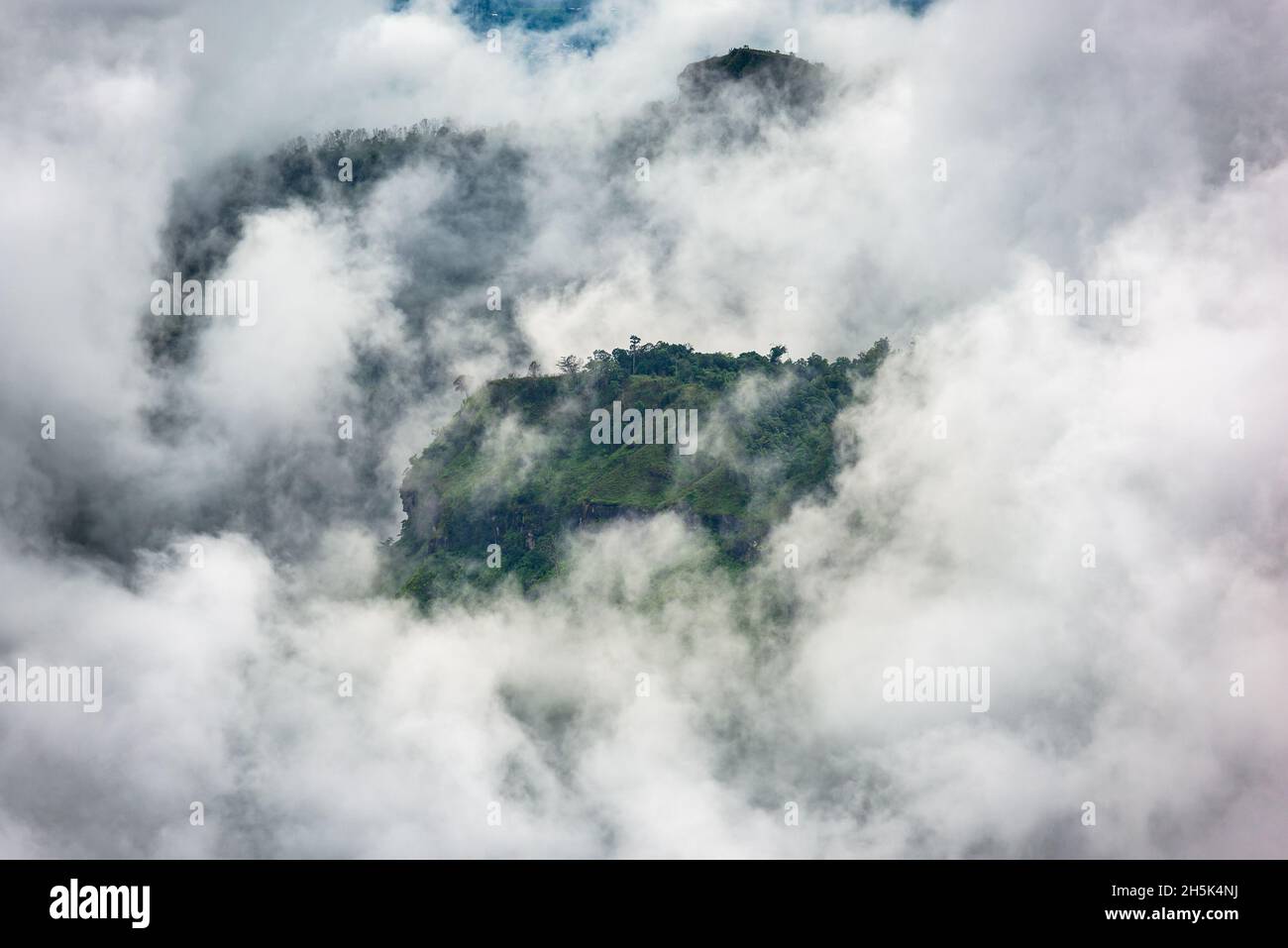 Fog in the forest, landscape on black and white Stock Photo - Alamy