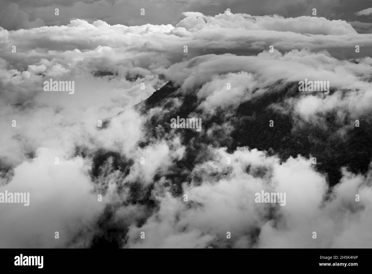 Fog in the forest, landscape on black and white Stock Photo - Alamy