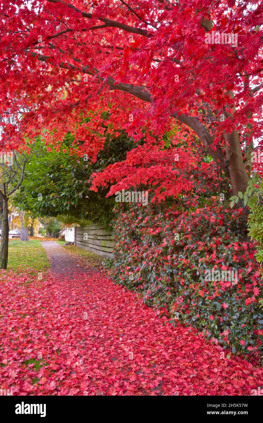 Vancouver west point grey hires stock photography and images Alamy