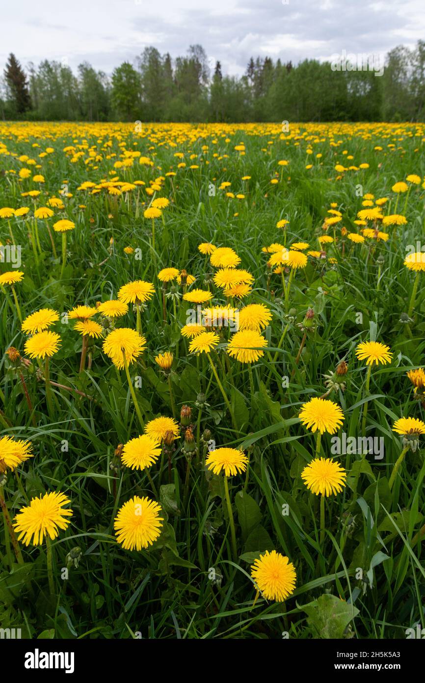 Springtime grassland covered with blooming bright yellow Common dandelion, Taraxacum officinale flowers. Shot in Estonia, Northern Europe. Stock Photo