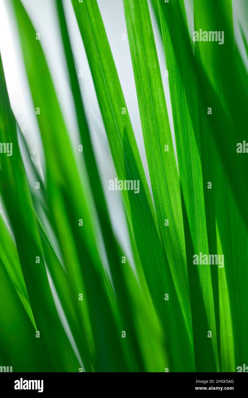Blades of Grass Stock Photo Alamy