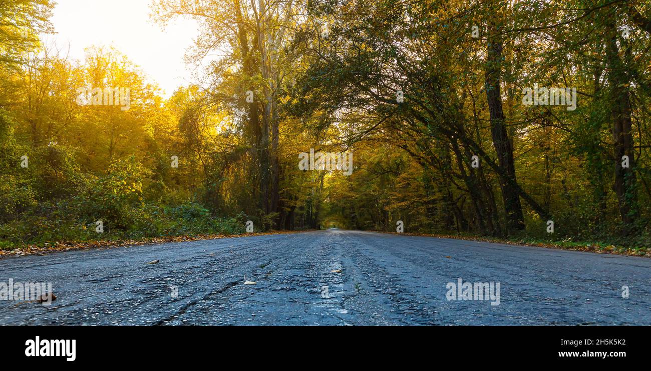 Asphalt road through the autumn forest Stock Photo - Alamy