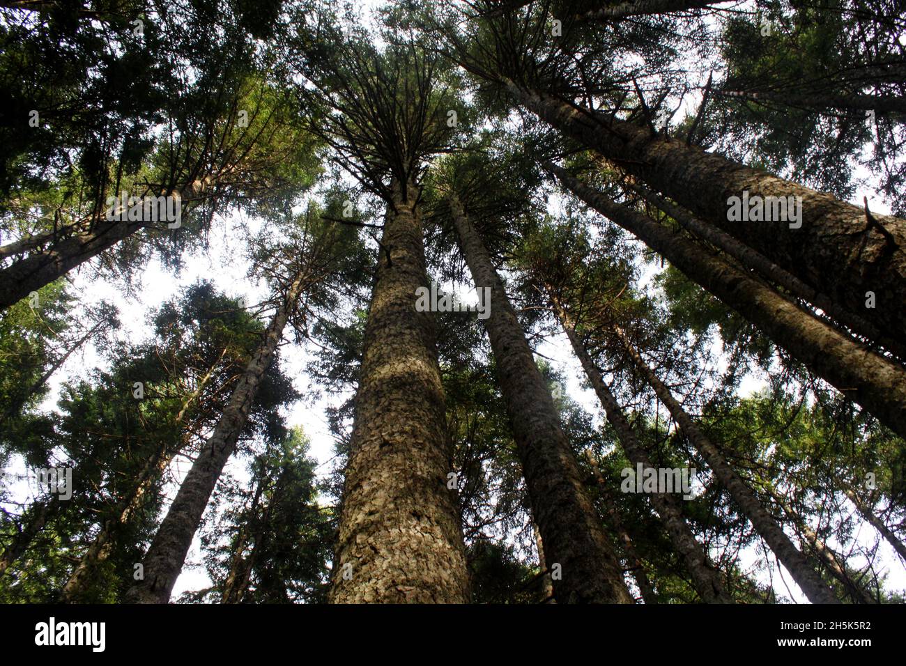 Tops of trees in forest Stock Photo Alamy