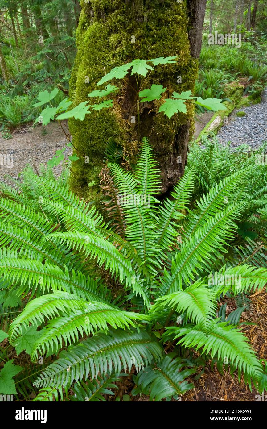 Peaceful woodland trail hi-res stock photography and images - Alamy