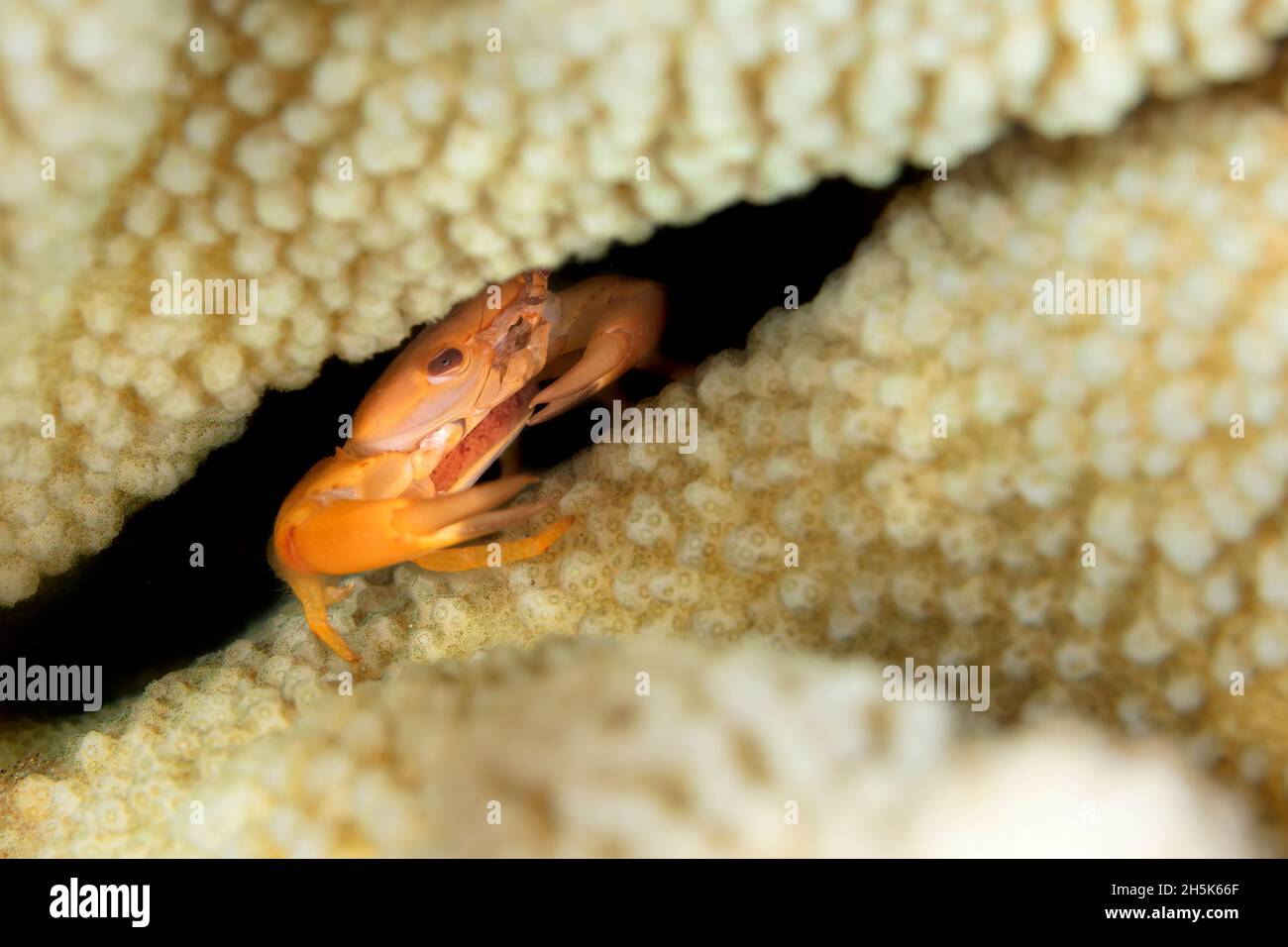 Rusty Guard Crab (Trapezia bidentata) residing in antler coral (Acropora cervicornis); Maui, Hawaii, United States of America Stock Photo