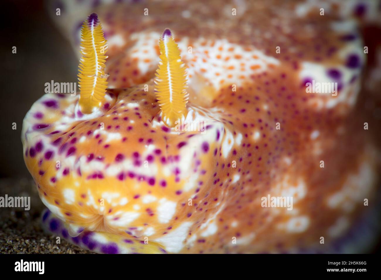 Front view of Kangaroo Nudibranch (Ceratosoma tenue) with rhinophores; Maui, Hawaii, United States of America Stock Photo