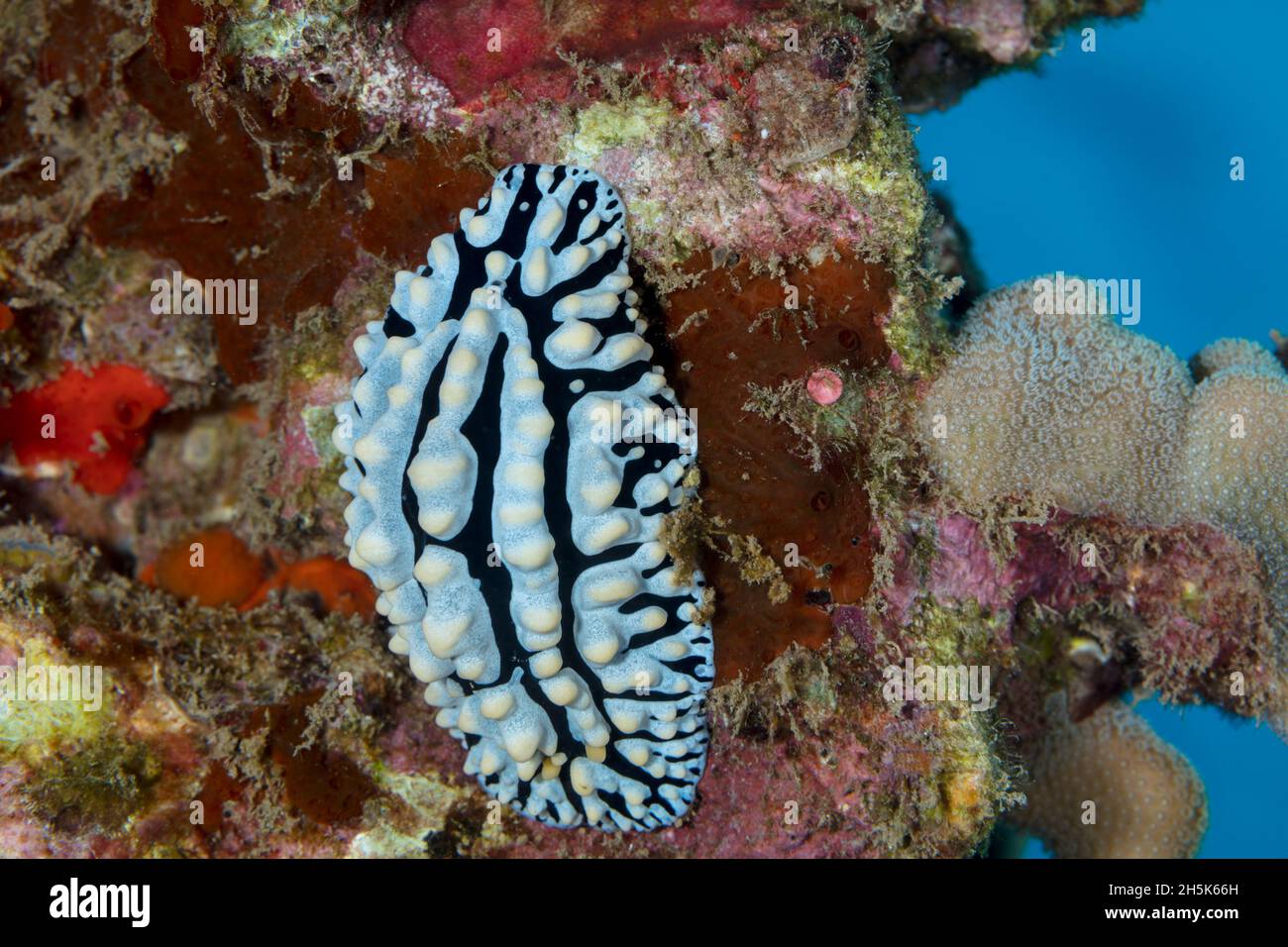 Phyllidia varicosa sea slug; Maui, Hawaii, United States of America Stock Photo