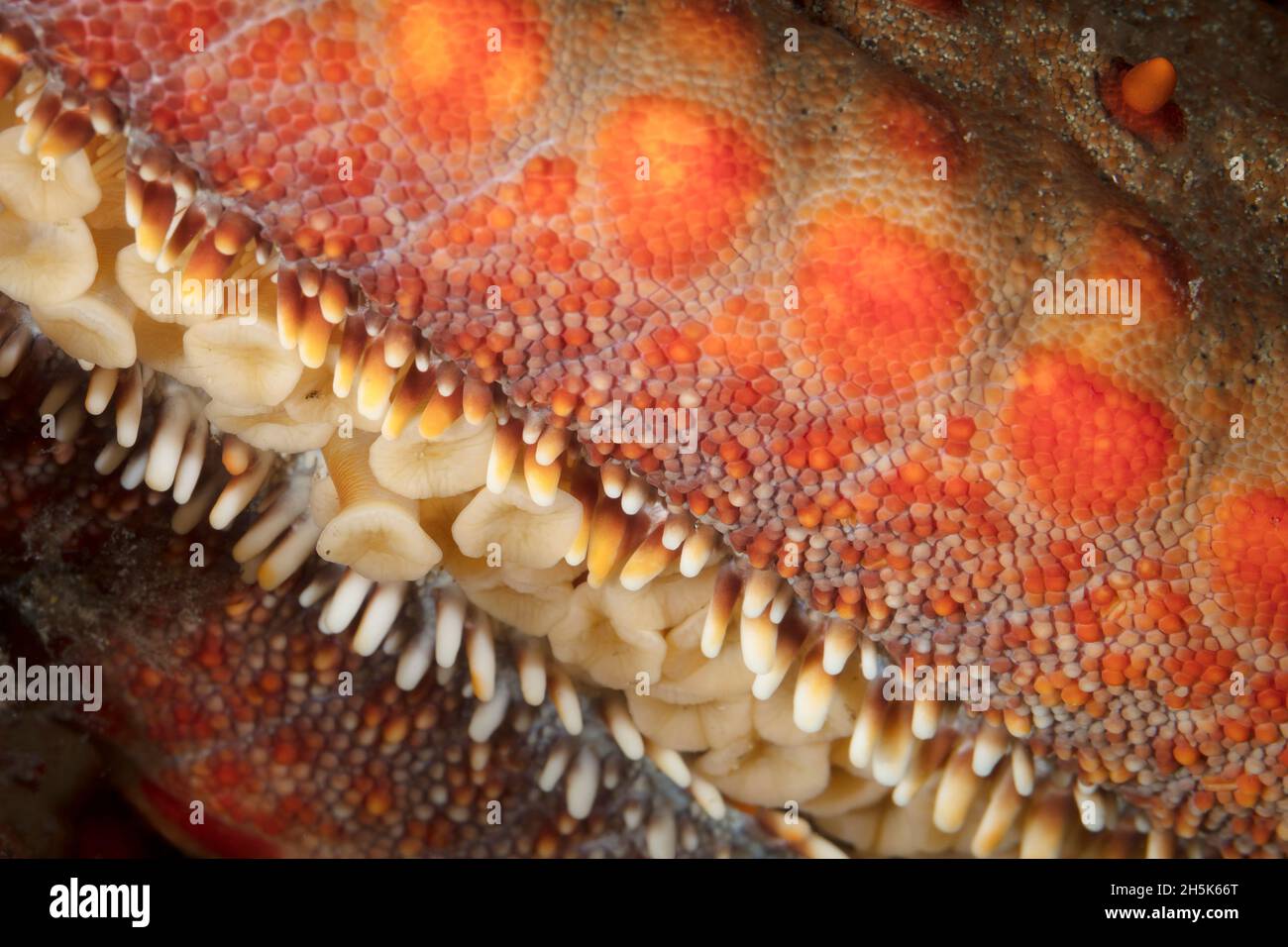 Close-up of underside of Starfish (Asteroidea) arm; Maui, Hawaii, United States of America Stock Photo