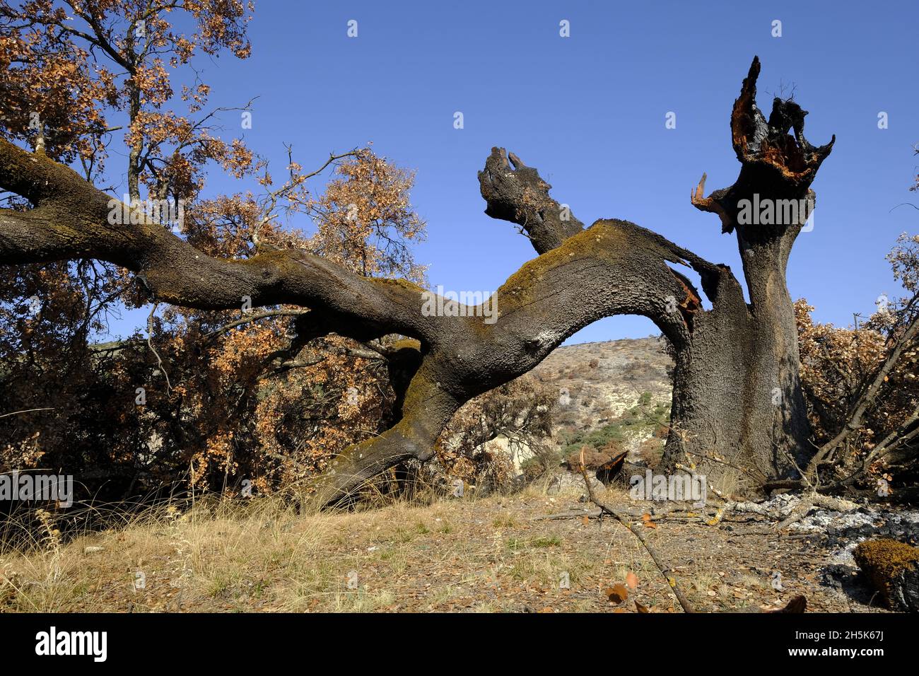 Remains of an ancient Holm oak tree destroyed in a summer wildfire. Algar, Sierras Subbeticas Natural Park, Cordoba Province, Andalucia, Spain Stock Photo