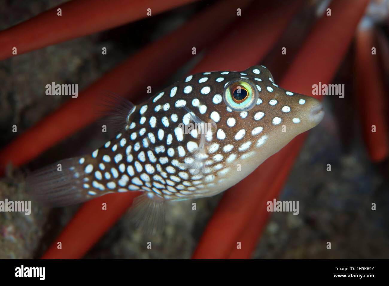 Endemic, Hawaiian Spotted Toby (Canthigaster jactator) with a red pencil urchin (Heterocentrotus mamillatus); Maui, Hawaii, United States of America Stock Photo