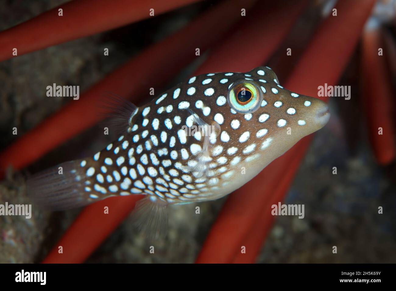 Hawaiian Sea Urchin High Resolution Stock Photography and Images Alamy