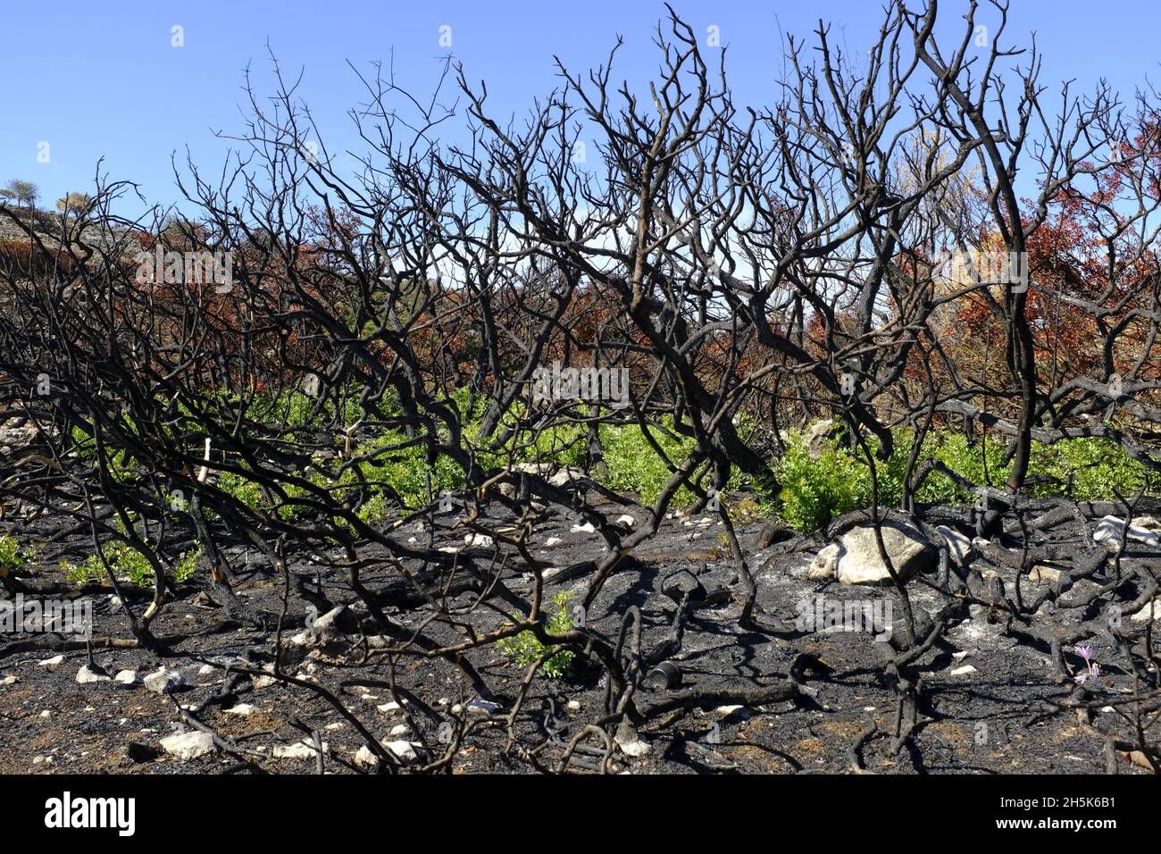 Regrowth of plants 3 months after a summer wildfire in the Algar region of the Sierras Subbeticas Natural Park, Cordoba Province, Andalucia, Spain Stock Photo
