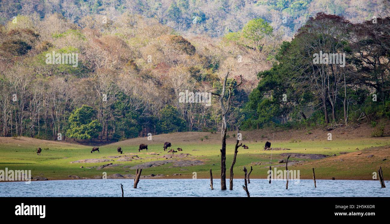 Wild animals in kerala hi-res stock photography and images - Alamy Wild animals in kerala hi-res stock photography and images - Alamy