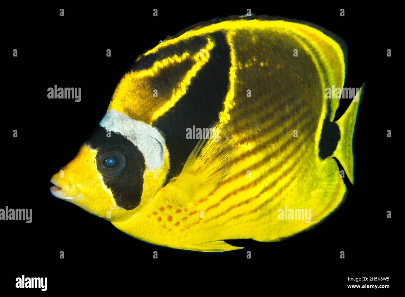 Close-up portrait of a racoon butterflyfish (Chaetodon lunula) with a black background, Maui; Hawaii, United States of America Stock Photo