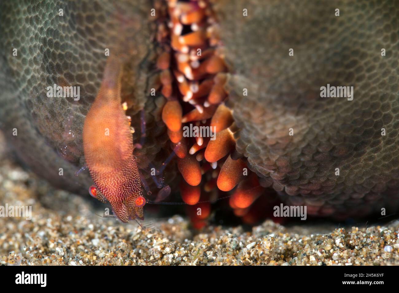 Close-up of an orange shrimp (Caridea) on a sea star (Asteroidea), Maui; Hawaii, United States of America Stock Photo
