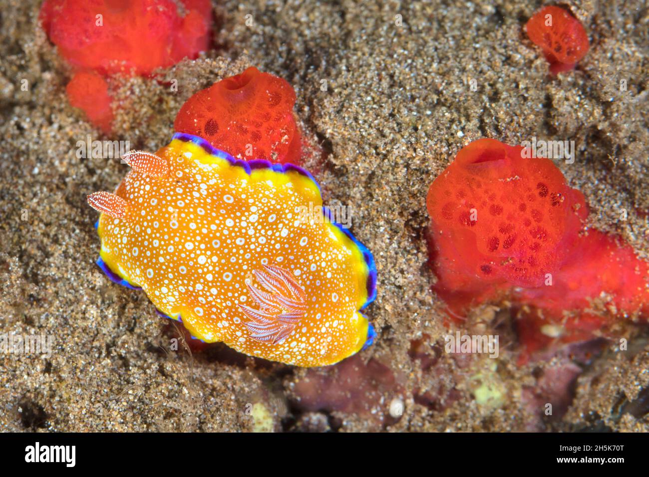 White Spotted Nudibranch (Goniobranchus albopunctatus) on coral reef, Maui; Hawaii, United States of America Stock Photo