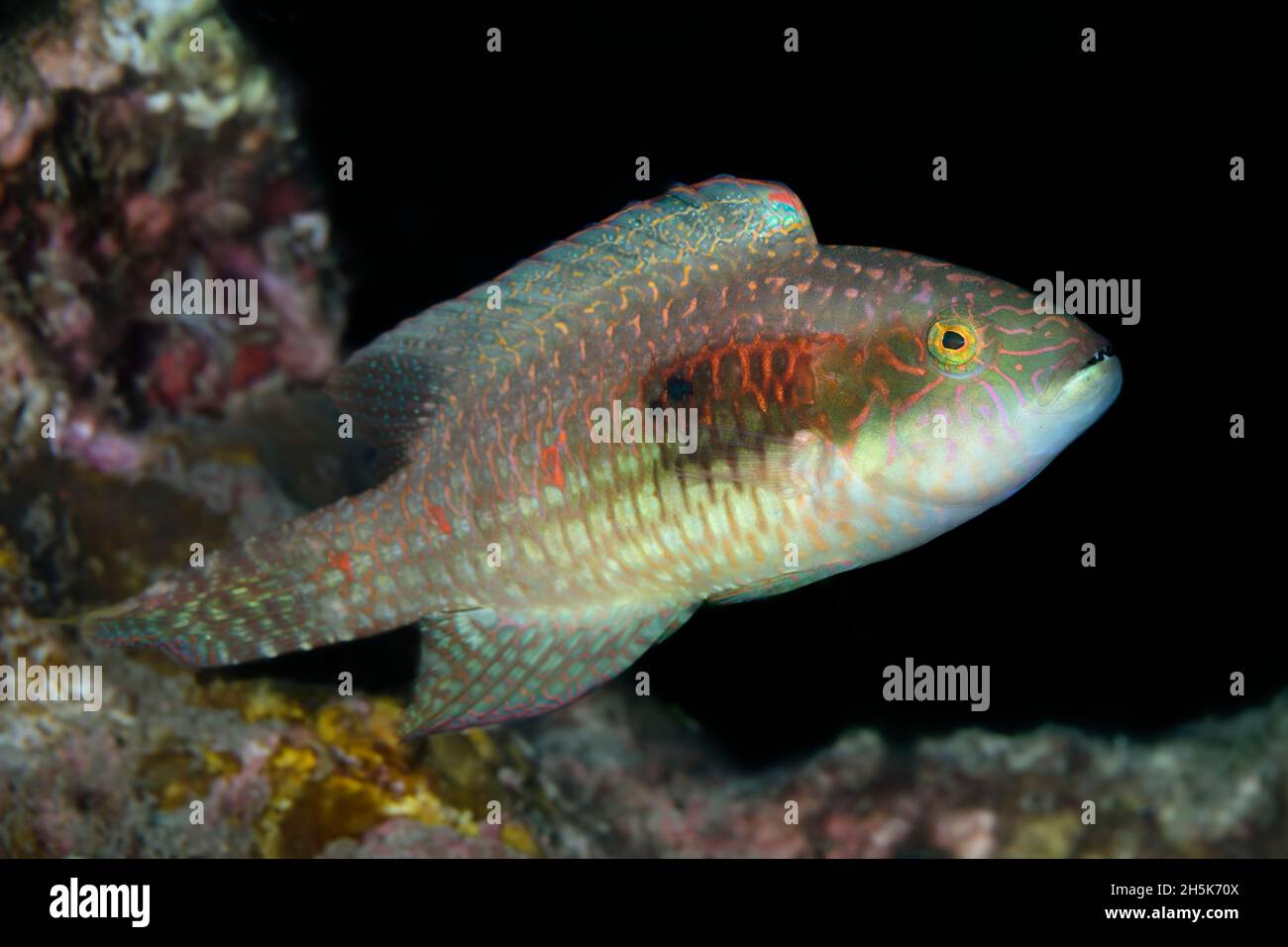 Young, Stareye Parrotfish (Calotomus carolinu) still in transition, Maui; Hawaii, United States of America Stock Photo